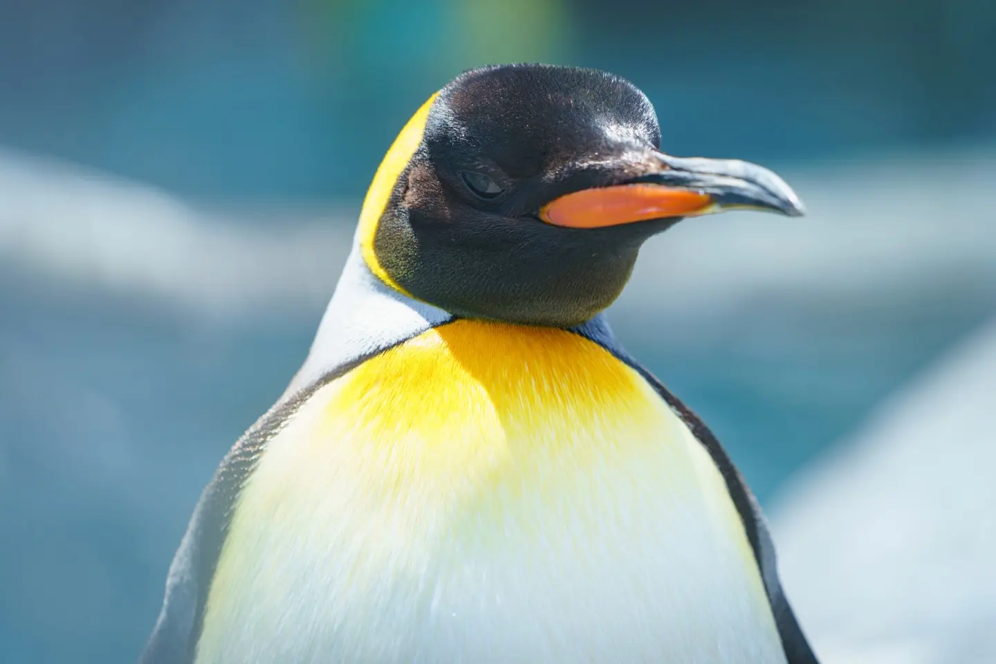 旭山動物園